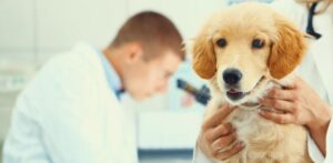 Puppy Insurance in the USA
